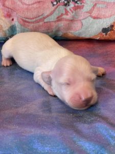 Creme of the Crop Dachshund Puppies - Available Male Cream Puppy Luca 5