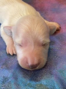 Creme of the Crop Dachshund Puppies - Available Male Cream Puppy Luca 1