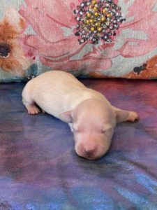 Creme of the Crop Dachshund Puppies - Available Male Cream Puppy Luca 10
