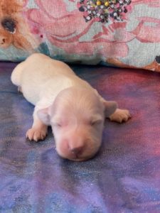 Creme of the Crop Dachshund Puppies - Available Male Cream Puppy Luca 2