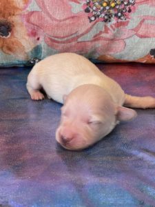 Creme of the Crop Dachshund Puppies - Available Male Cream Puppy Luca 3