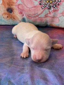 Creme of the Crop Dachshund Puppies - Available Male Cream Puppy Luca 4
