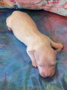 Creme of the Crop Dachshund Puppies - Available Male Cream Puppy Luca 6
