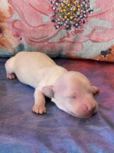 Creme of the Crop Dachshund Puppies - Available Male Cream Puppy Luca 7