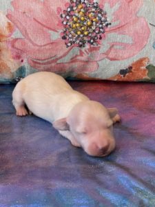 Creme of the Crop Dachshund Puppies - Available Male Cream Puppy Luca 8