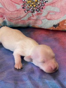 Creme of the Crop Dachshund Puppies - Available Male Cream Puppy Luca 9