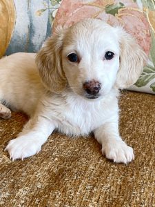 Creme of the Crop Miniature Dachshunds Cream Puppy - Polly 2