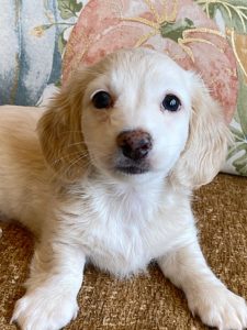Creme of the Crop Miniature Dachshunds Cream Puppy - Polly 3