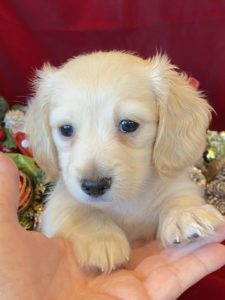 Creme of the Crop Miniature Dachshunds Cream Puppy - Polly 5