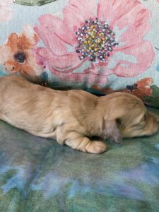 Creme of the Crop Miniature Dachshund Puppy Polly 6