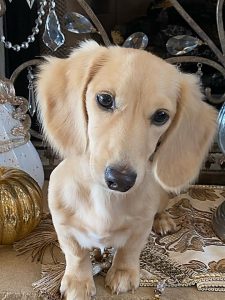 Creme of the Crop Miniature Longhair Dachshunds - Male Breeder Puccini 3