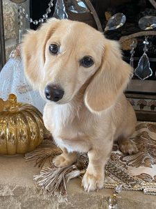 Creme of the Crop Miniature Longhair Dachshunds - Male Breeder Puccini 4