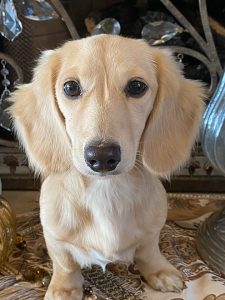 Creme of the Crop Miniature Longhair Dachshunds - Male Breeder Puccini 7