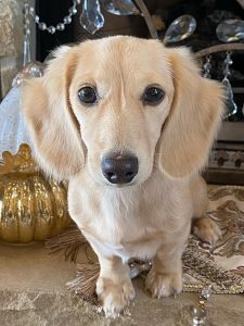 Creme of the Crop Miniature Longhair Dachshunds - Male Breeder Puccini