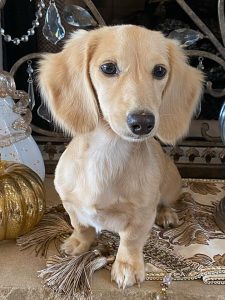 Creme of the Crop Miniature Longhair Dachshunds - Male Breeder Puccini 2