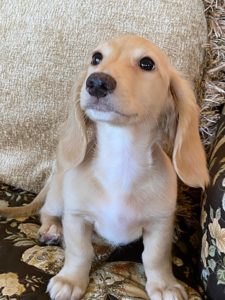 Creme of the Crop Dachshunds Breeder Male Stud Quigley 3