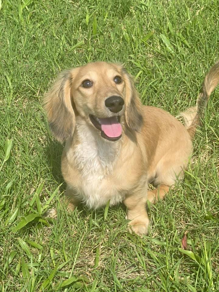 english cream miniature dachshund puppy breeder raya faith