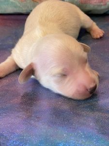 Creme of the Crop Dachshund Puppies - Available Male Cream Puppy Romeo 2