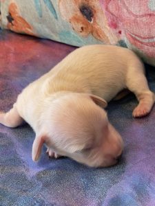 Creme of the Crop Dachshund Puppies - Available Male Cream Puppy Romeo 3