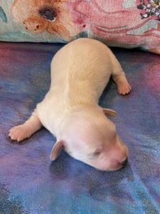 Creme of the Crop Dachshund Puppies - Available Male Cream Puppy Romeo 4