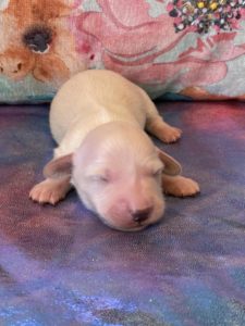 Creme of the Crop Dachshund Puppies - Available Male Cream Puppy Romeo 5