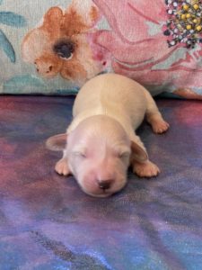 Creme of the Crop Dachshund Puppies - Available Male Cream Puppy Romeo 6