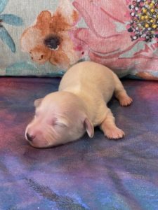 Creme of the Crop Dachshund Puppies - Available Male Cream Puppy Romeo 7