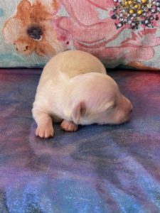 Creme of the Crop Dachshund Puppies - Available Male Cream Puppy Romeo 8