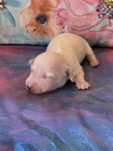 Creme of the Crop Dachshund Puppies - Available Male Cream Puppy Romeo 9