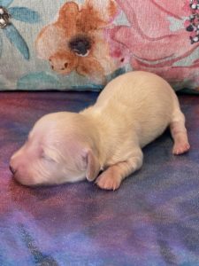 Creme of the Crop Dachshund Puppies - Available Male Cream Puppy Romeo 10
