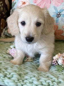 Creme of the Crop Miniature Dachshunds Cream Puppy Butters Shelby 2