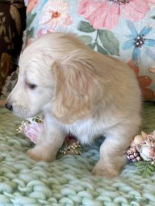 Creme of the Crop Miniature Dachshunds Cream Puppy Butters Shelby 3