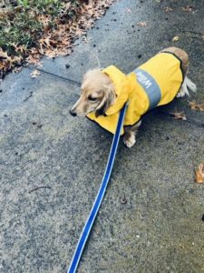 Creme of the Crop Miniature Dachshund Puppy Testimonial Review Dallas, Texas