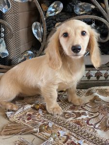 Creme of the Crop Miniature Dachshunds Breeder Female Tenly Mae 7