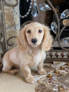 Creme of the Crop Miniature Dachshunds Breeder Female Tenly Mae 6