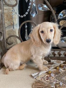 Creme of the Crop Miniature Dachshunds Breeder Female Tenly Mae 4