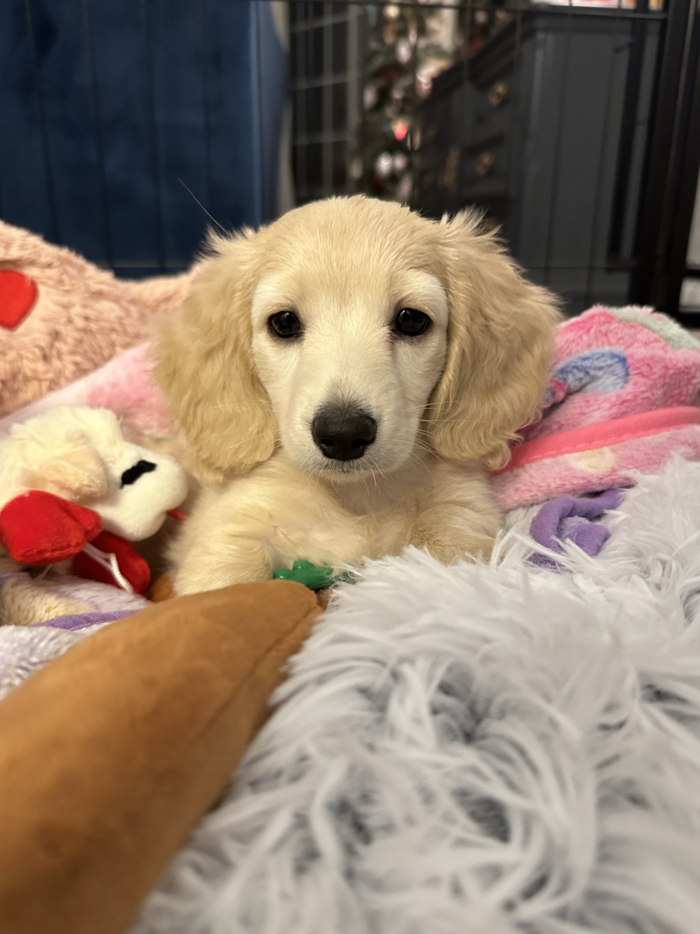 Charli English Cream Miniature Dachshund Puppy